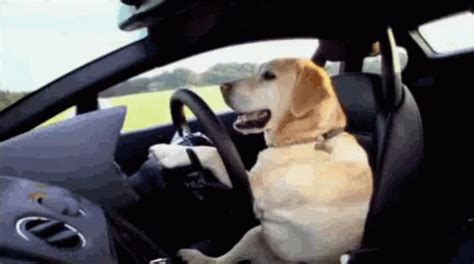 dog driving gif|dog driving car gifs.